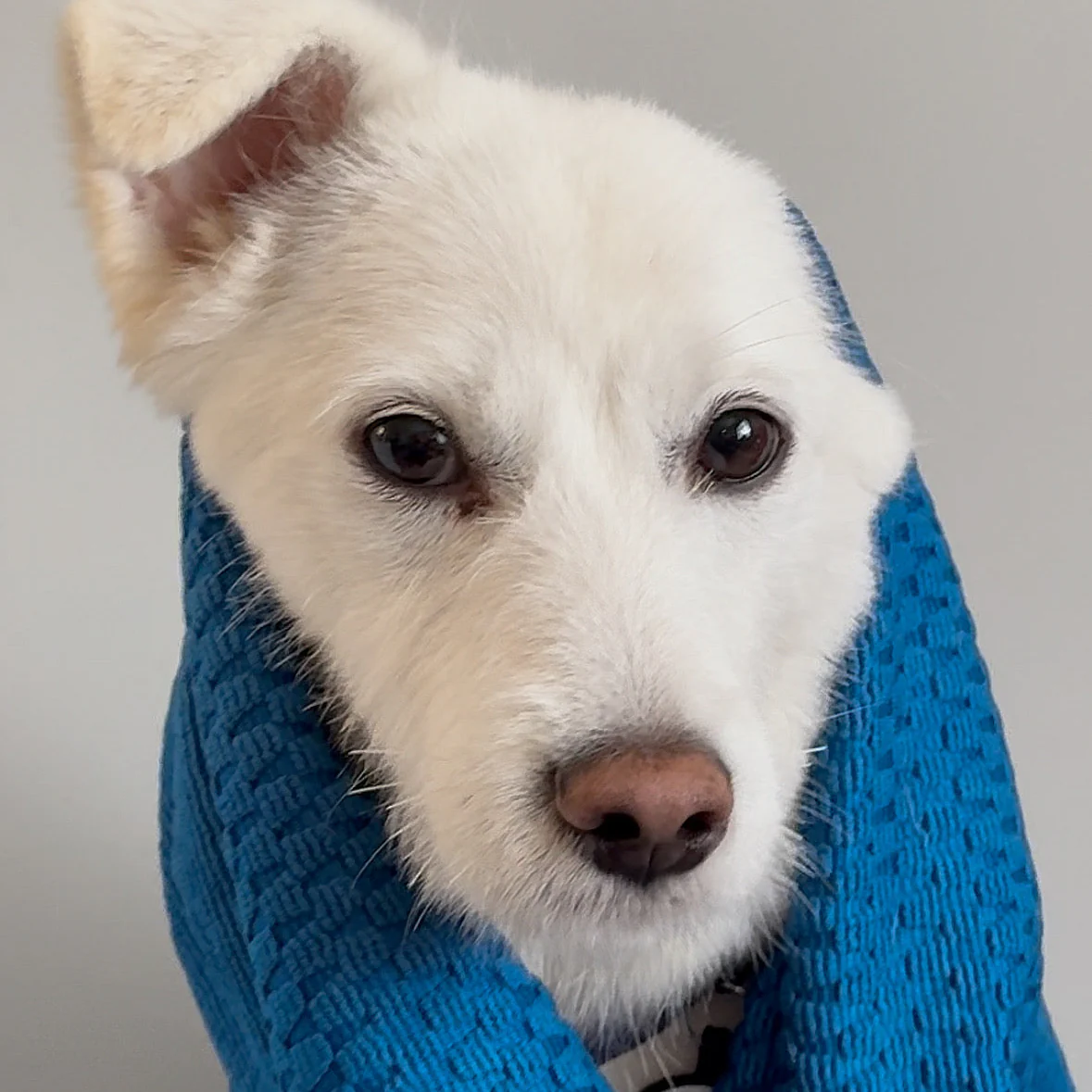 DBL DRY Dog Towel - Image 4